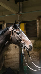 Obraz premium Close-up of a race horse 