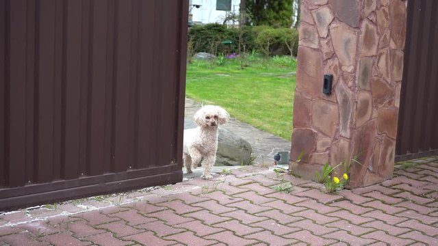 Poodle dog for self-isolation. She really wants to escape but does not receive permission