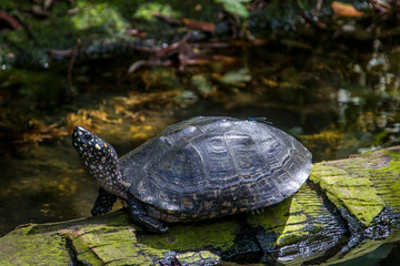 Fototapeta premium A black pond turtle (Geoclemys hamiltonii) rests on the wood. There is a dragonfly stops on its shell. It is a species of freshwater turtle endemic to South Asia.