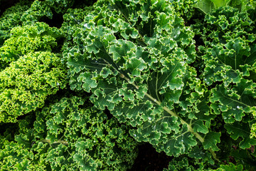 Close up of kale growing (Brassica Oleracea)
 - obrazy, fototapety, plakaty
