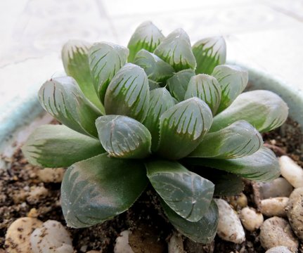 Cooper's Haworthia (Haworthia cooperi) - potted succulent. Close up of a small and beautiful succulent succulent plant.