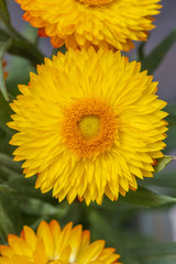 Obraz premium Blooming yellow helichrysum flowers，Helichrysum bracteatum (Vent.) Andr.
