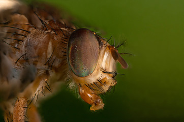 flesh fly
