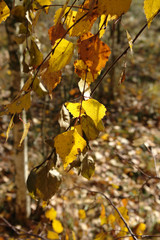 Branches of birch with bright yellow leaves in autumn forest on a sunny warm day