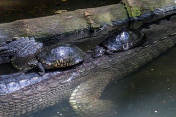 The black pond turtle (Geoclemys hamiltonii) rests on the back of gharial (Gavialis gangeticus). 
It is a species of freshwater turtle endemic to South Asia.