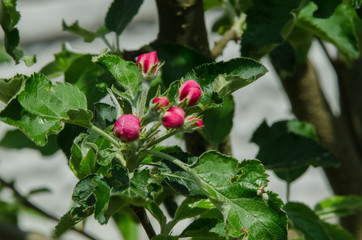 Obraz premium apple tree in blossom in springtime