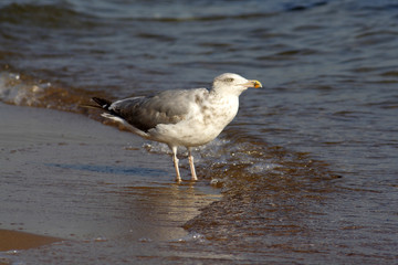 
Herring gull bird in the spring