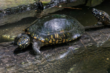 The black pond turtle (Geoclemys hamiltonii) rests on the back of gharial (Gavialis gangeticus). 
It is a species of freshwater turtle endemic to South Asia.