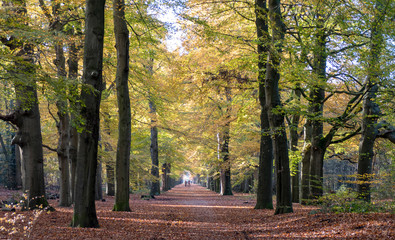 Romantic beech alley through the woods in autumn colors with wanderers in Amersfoort, Netherlands
