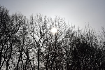 Sun behind a wood