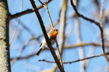 European robin erithacus rubecula singing on branch of tree in forest in early spring. Cute common colorful songbird in wildlife.