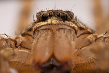spider