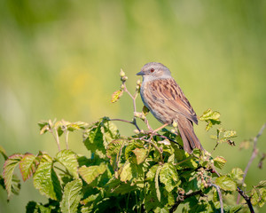 dunnock on a branch