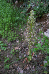 Orchis bouc, orchidée des bords de chemin ou des bosquets.