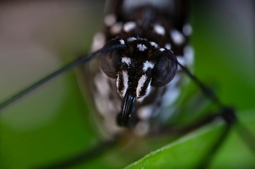 blue tiger butterfly