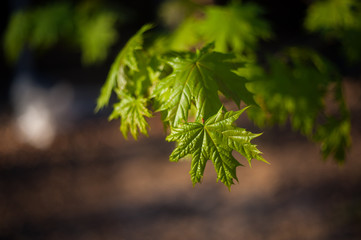 little maple leaves on tree in springtime