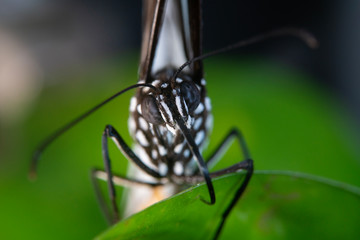 blue tiger butterfly
