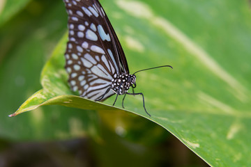 blue tiger butterfly