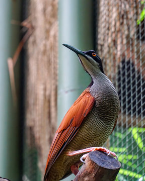 Twelve Wired Bird Of Paradise (cenderawasih Mati Kawat)