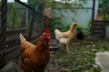 Chicken walking in paddock. Chicken looking for grains while walking in paddock on farm