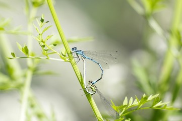 Accouplement de libellules