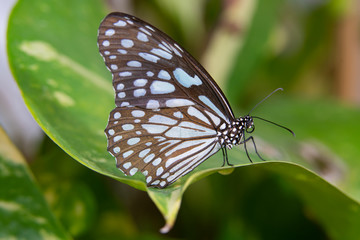blue tiger butterfly