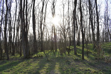 sun behind a wood