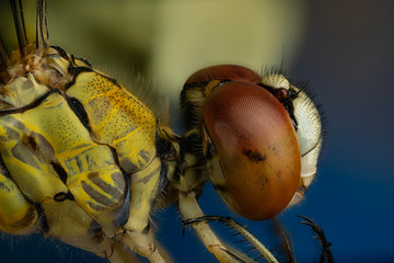 dragon fly