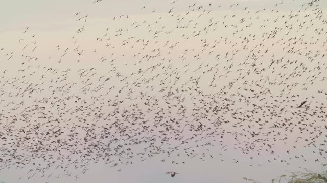 Closeup of Murmuration of Starling Birds during the twilight period in the sky
