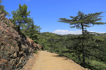 Fototapeta na wymiar Troodos cedar alley in Cyprus