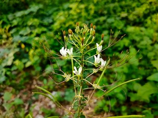 white flowers on green background