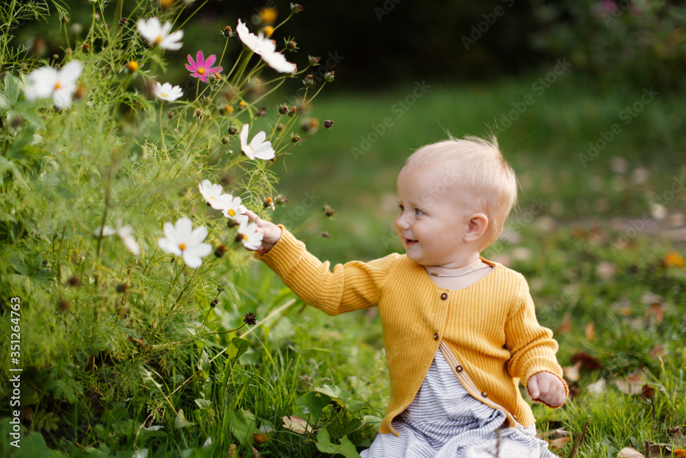 Wall mural Cute Caucasian toddler examines flowers in meadow