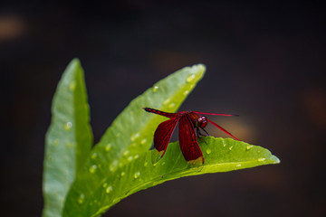 Red Dragonfly