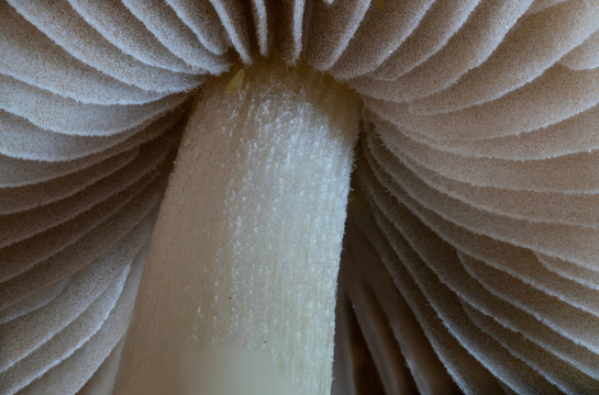 mashroom ultra macro