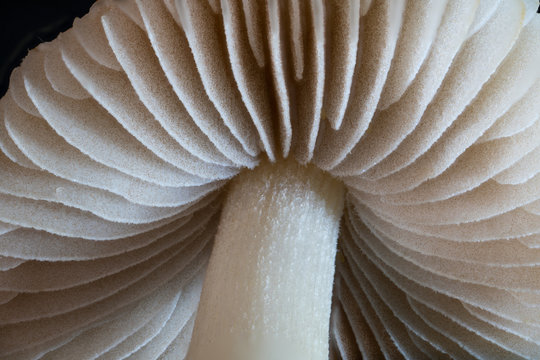 mashroom ultra macro