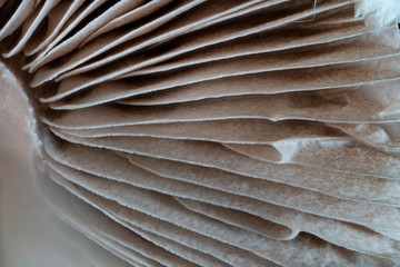 mashroom ultra macro