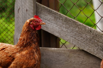 Chicken standing on a rural garden in the countryside. Close up of a chicken standing on a backyard shed with chicken coop. Free range birds
