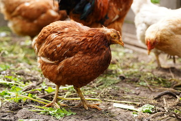 Chicken standing on a rural garden in the countryside. Close up of a chicken standing on a backyard shed with chicken coop. Free range birds