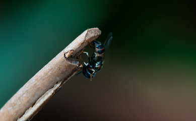 stingless bee