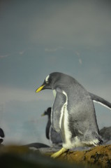 Gentoo penguin (Pygoscelis papua)