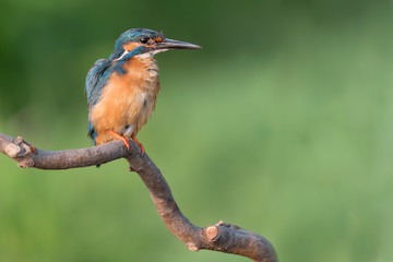 The common Kingfisher at sunrise (Alcedo atthis)