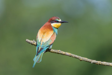 Beautiful portrait of Bee eater (Merops apiaster)