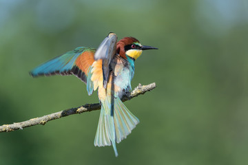 European bee eater ready to fly (Merops apiaster)