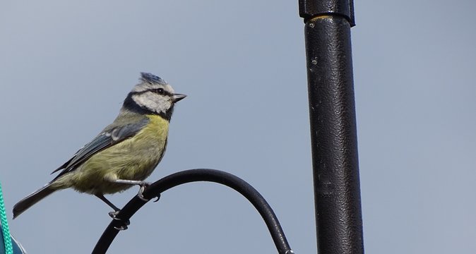 A Blue tit perched on a bird feeder.