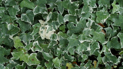 生い茂るアイビー