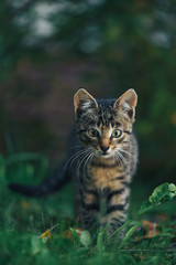 Naklejka na ściany i meble A small striped grey kitten is hunting