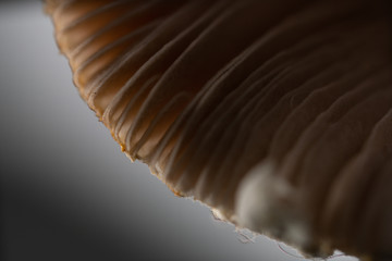 mashroom ultra macro