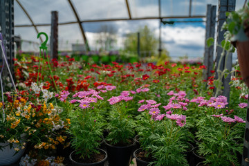 flowers in the garden