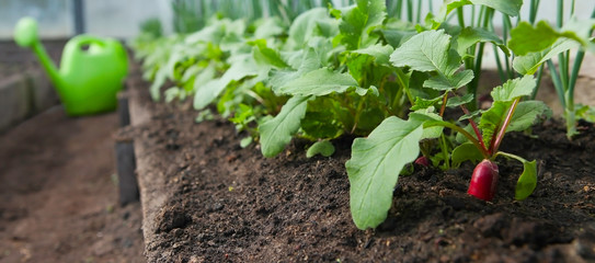 Red fresh radish and onion growing from the ground in the greenhouse, row.