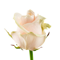 cream rose bud close-up isolated